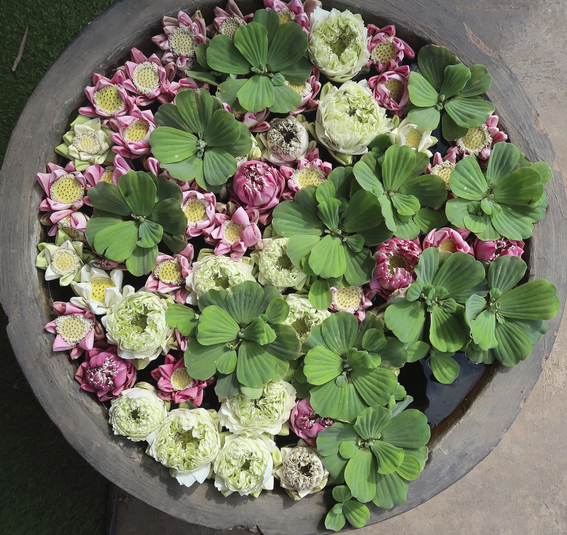 Schale mit Lotusblueten, Kambodscha