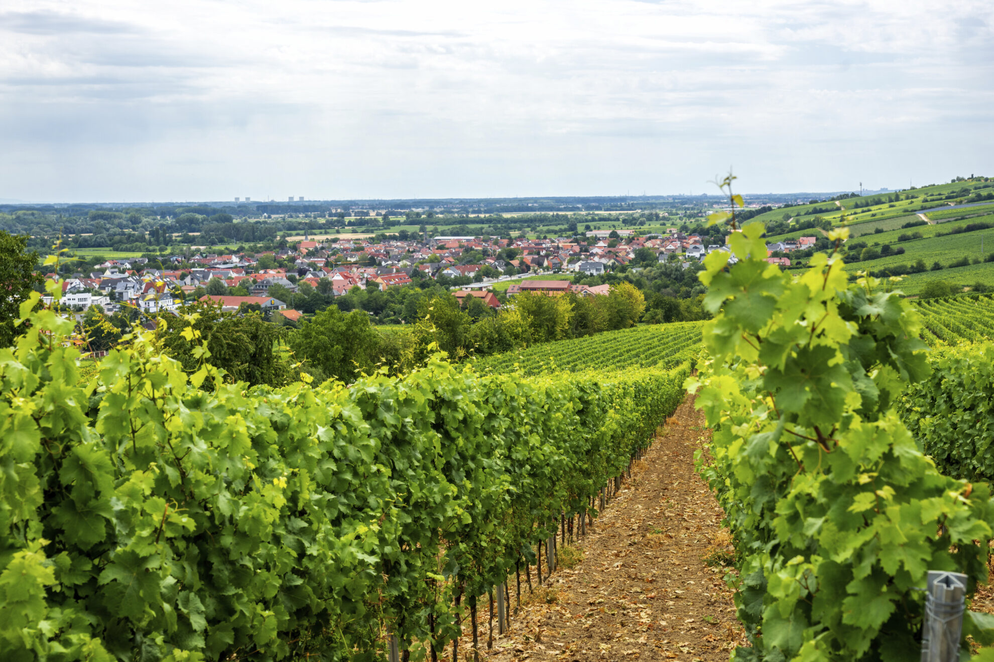 Weinberge bei Nierstein, Deutschland