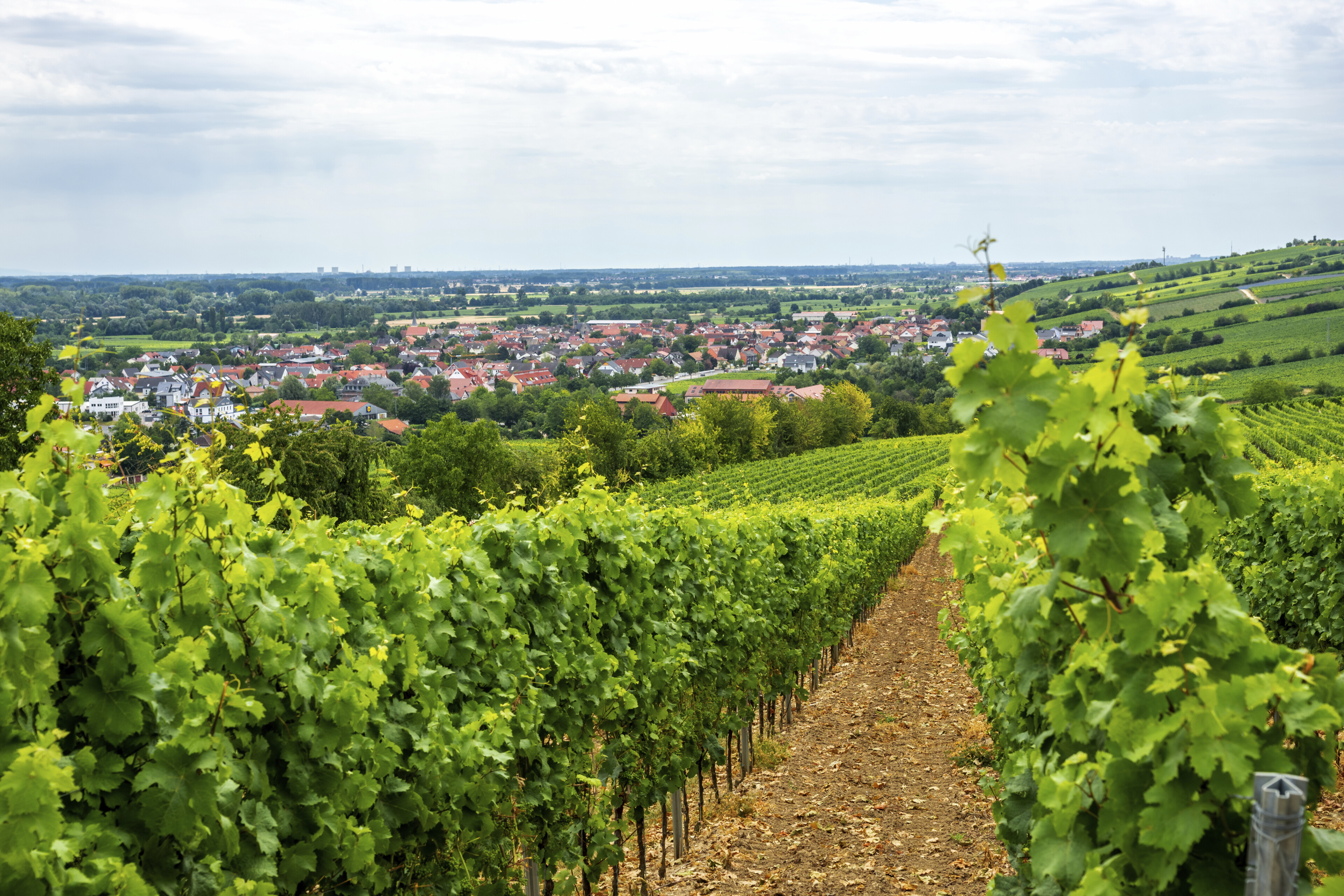 Weinberge bei Nierstein, Deutschland
