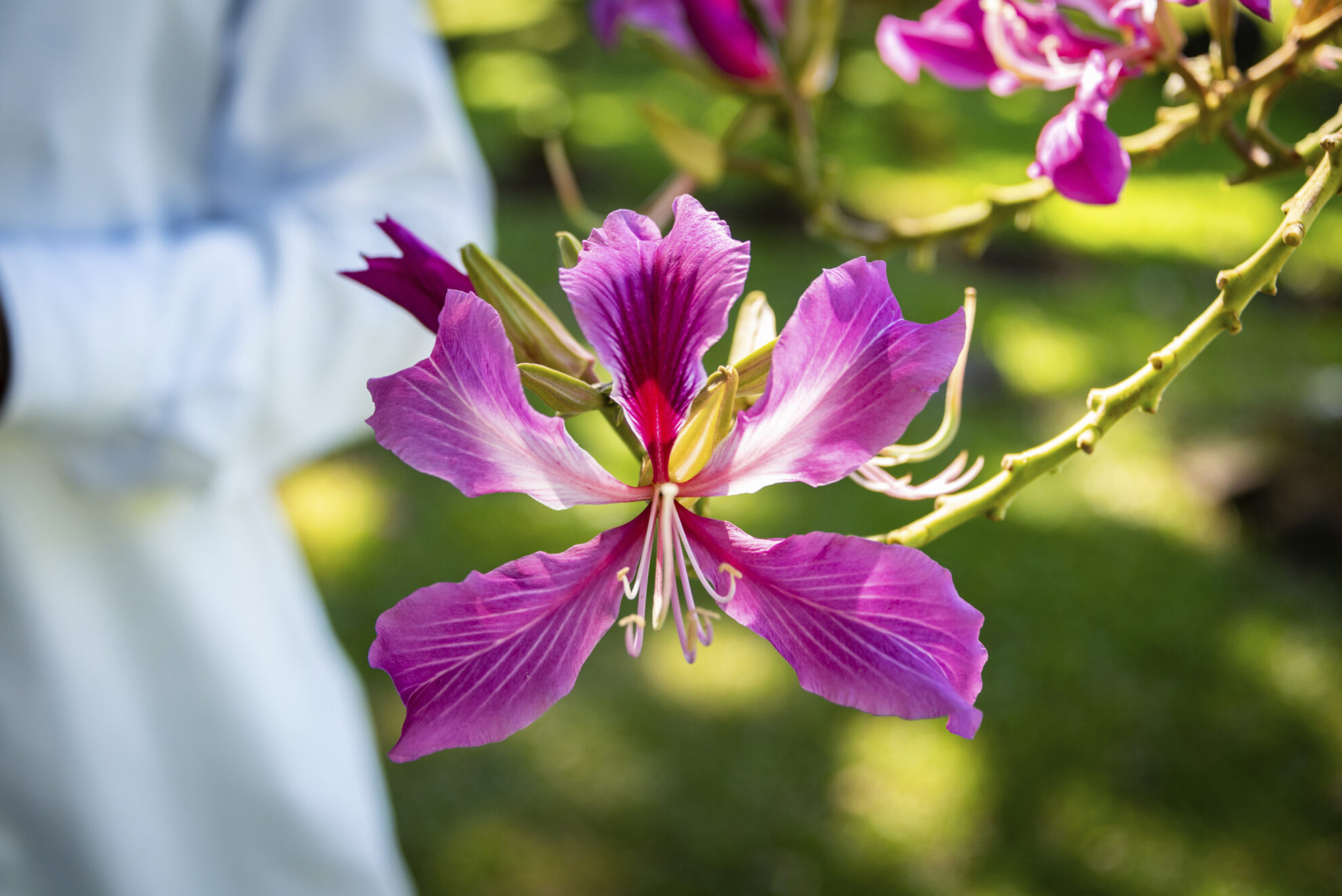 Botanischer Garten in Kingstown, St Vincent