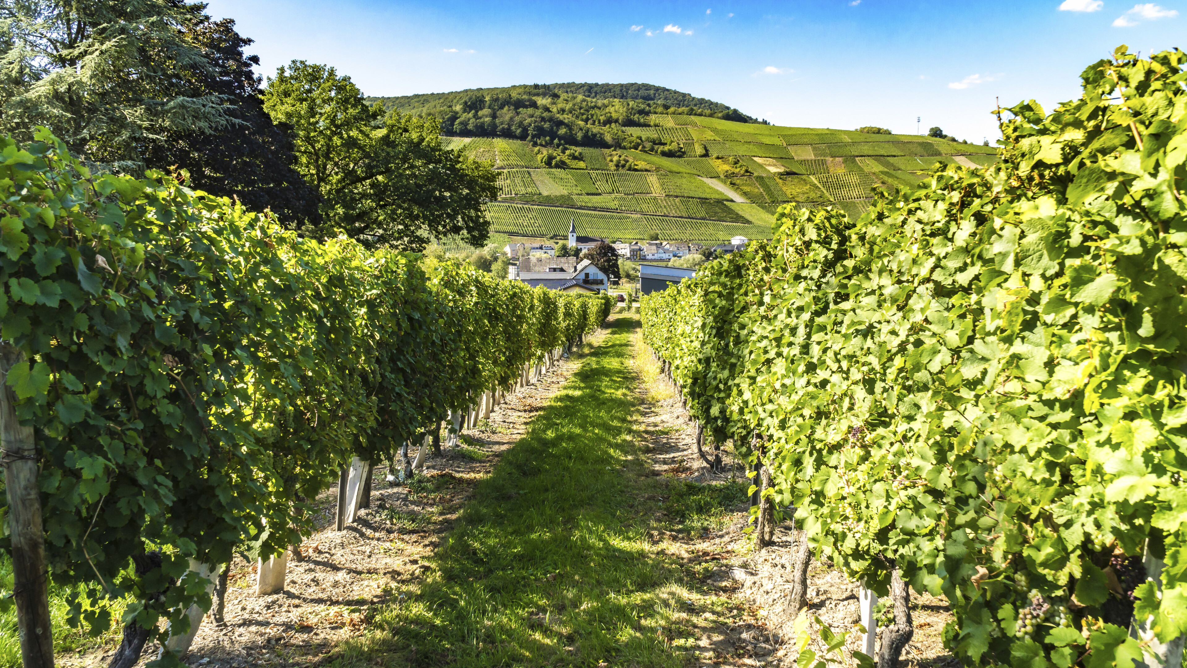 Weinberge bei Traben Trarbach