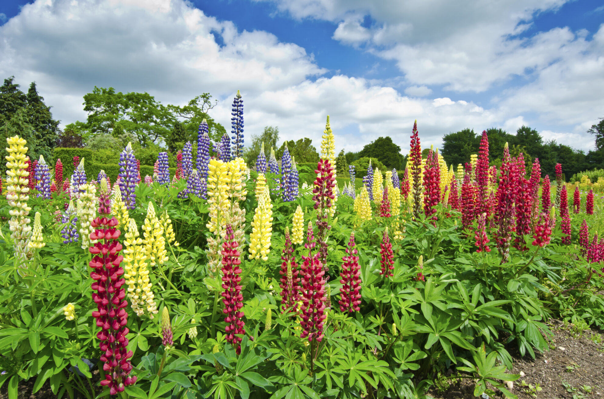 Blumen im botanischen Garten, England