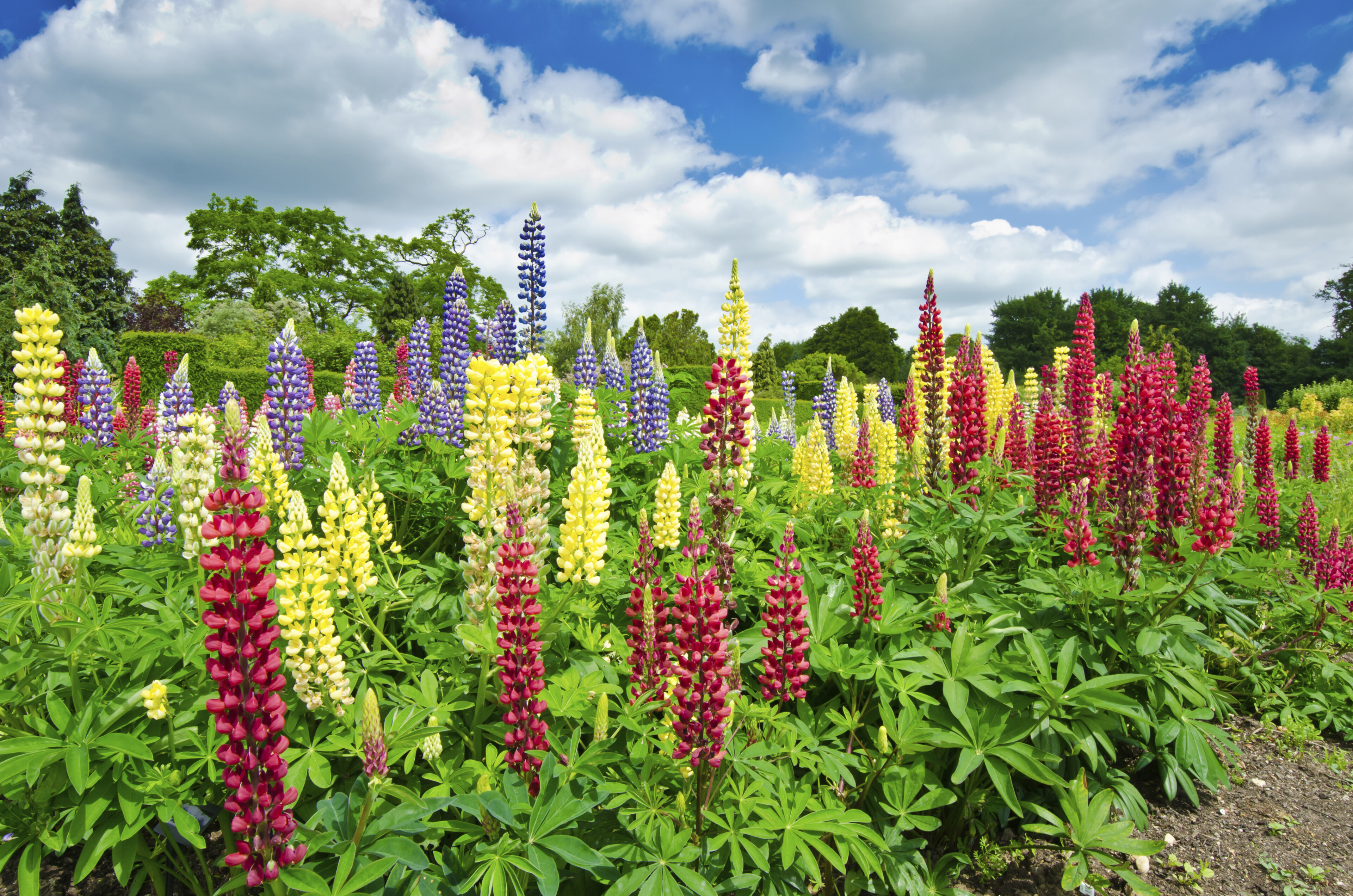 Blumen im botanischen Garten, England