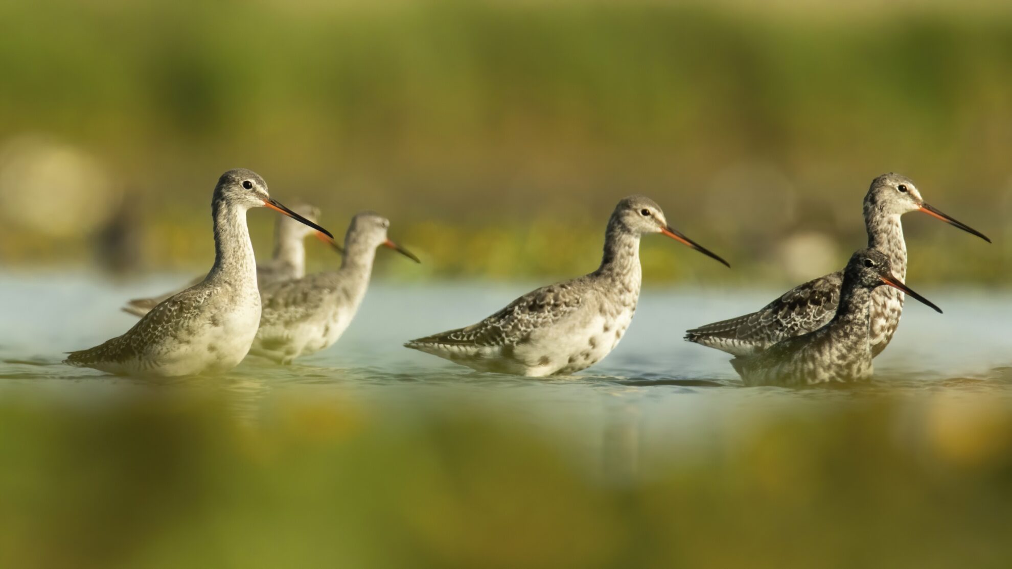 Tierleben in der Puszta, Ungarn