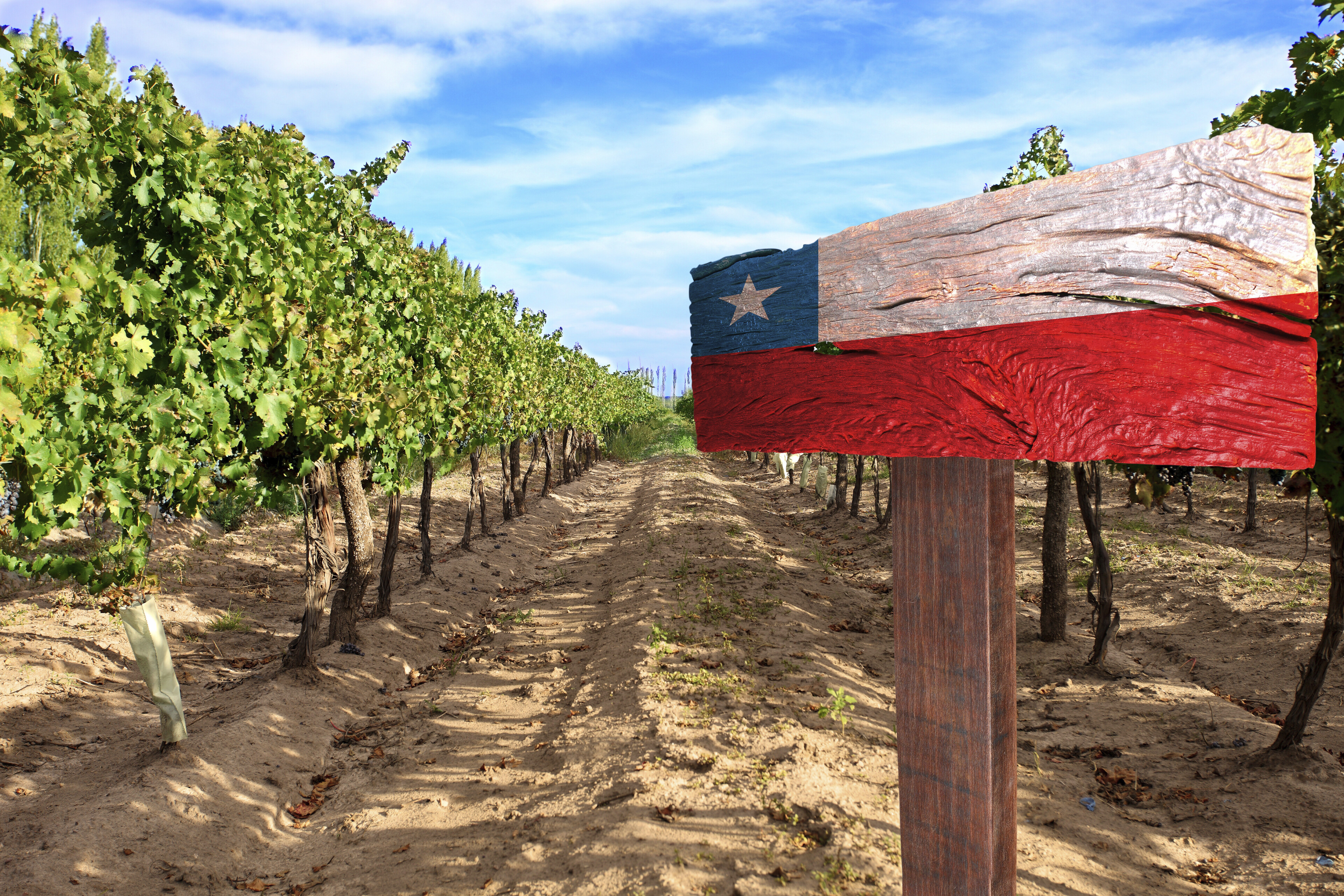 Weingut im Casablanca Tal