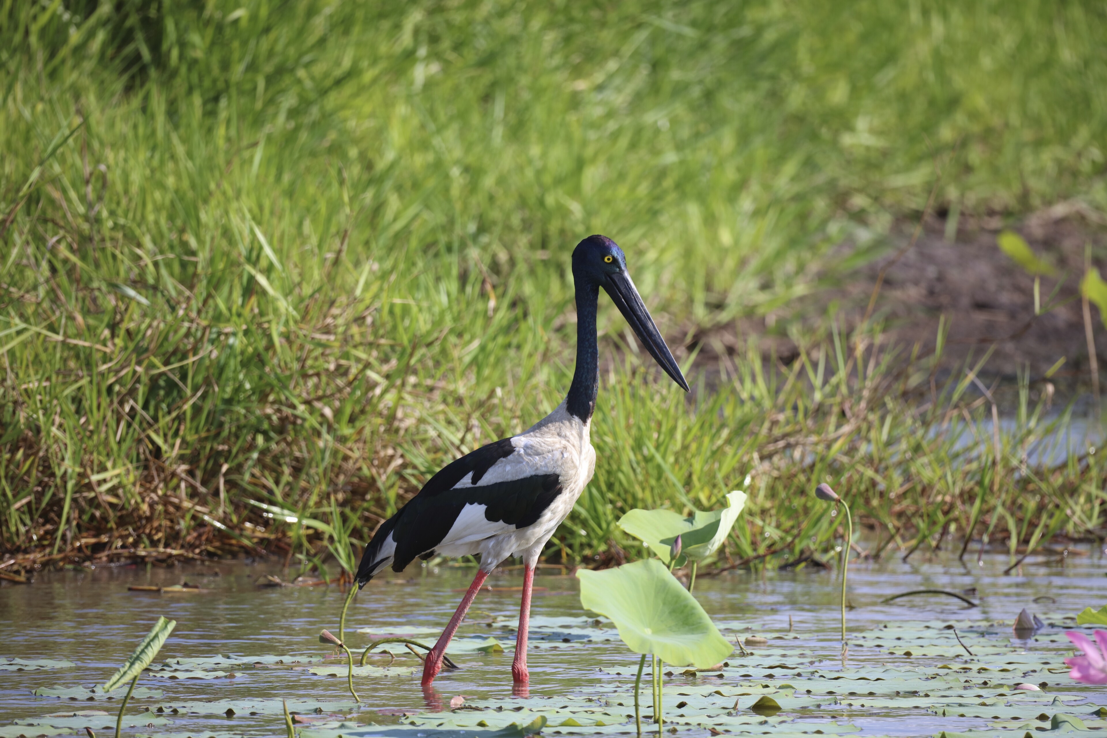 Townsville, BillabongSchutzgebiet