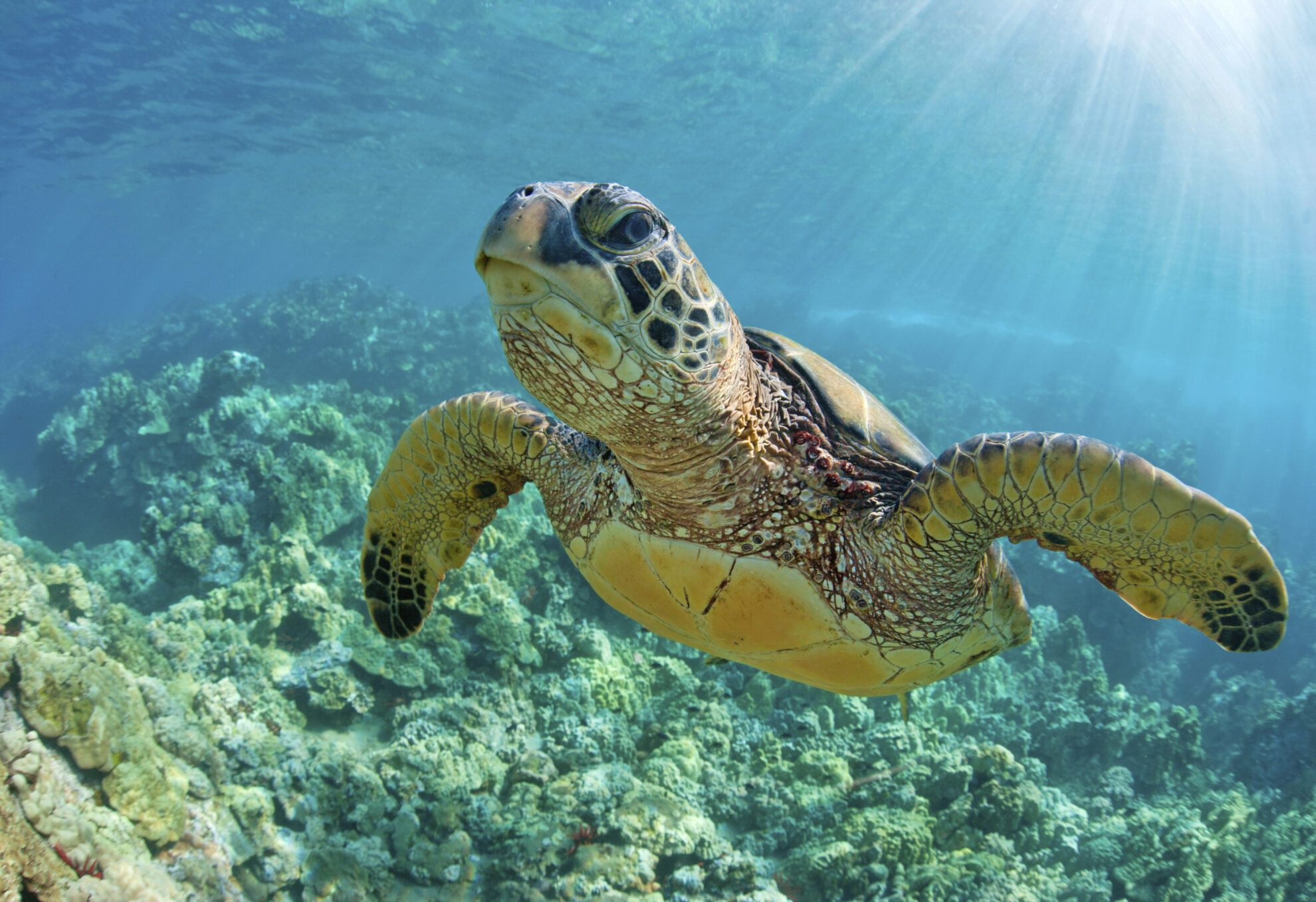 Schildkröte im türkisblauem Wasser