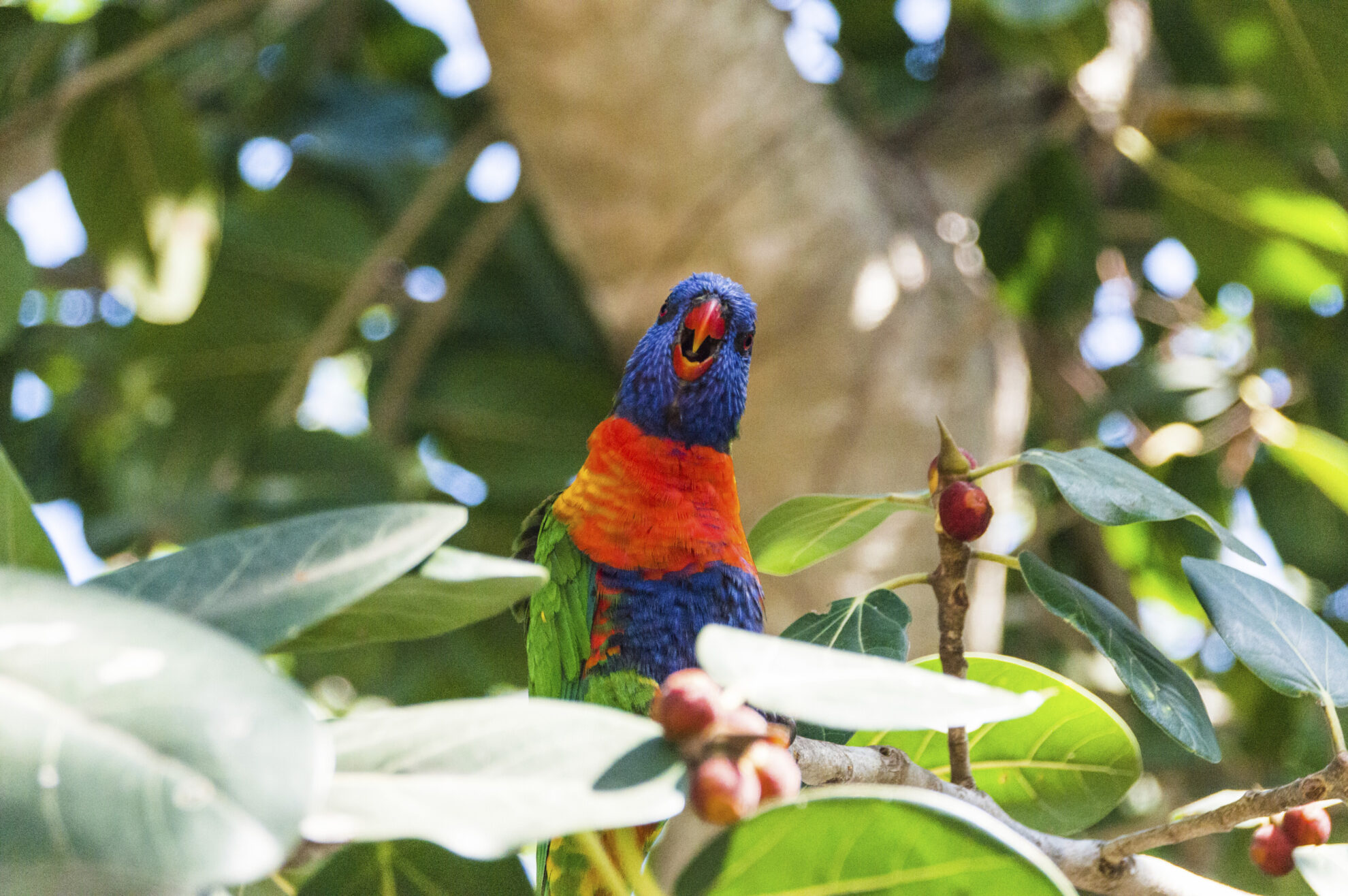Townsville, Magnetic Island