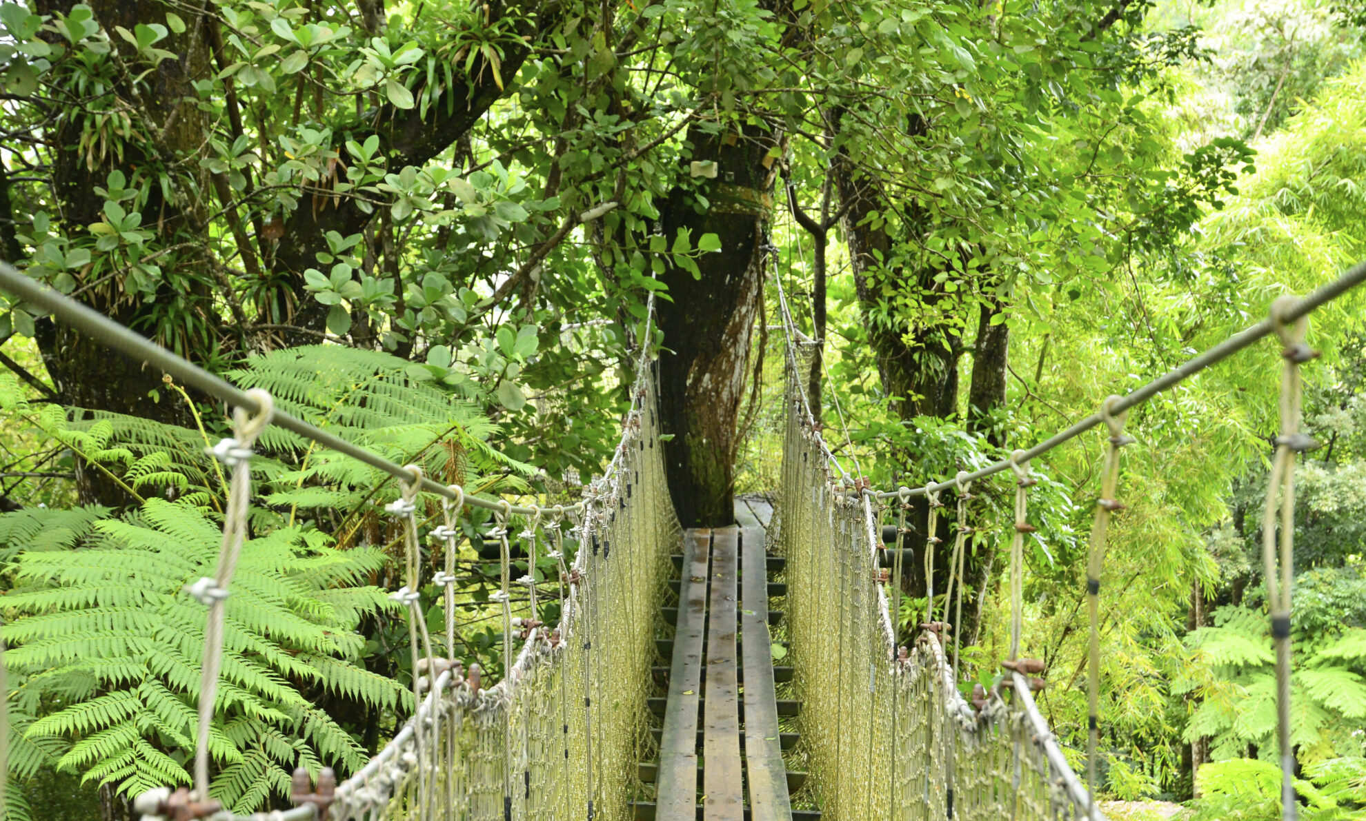 Botanischer Garten ''Jardin de Balata'' in Fort de France, Martinique