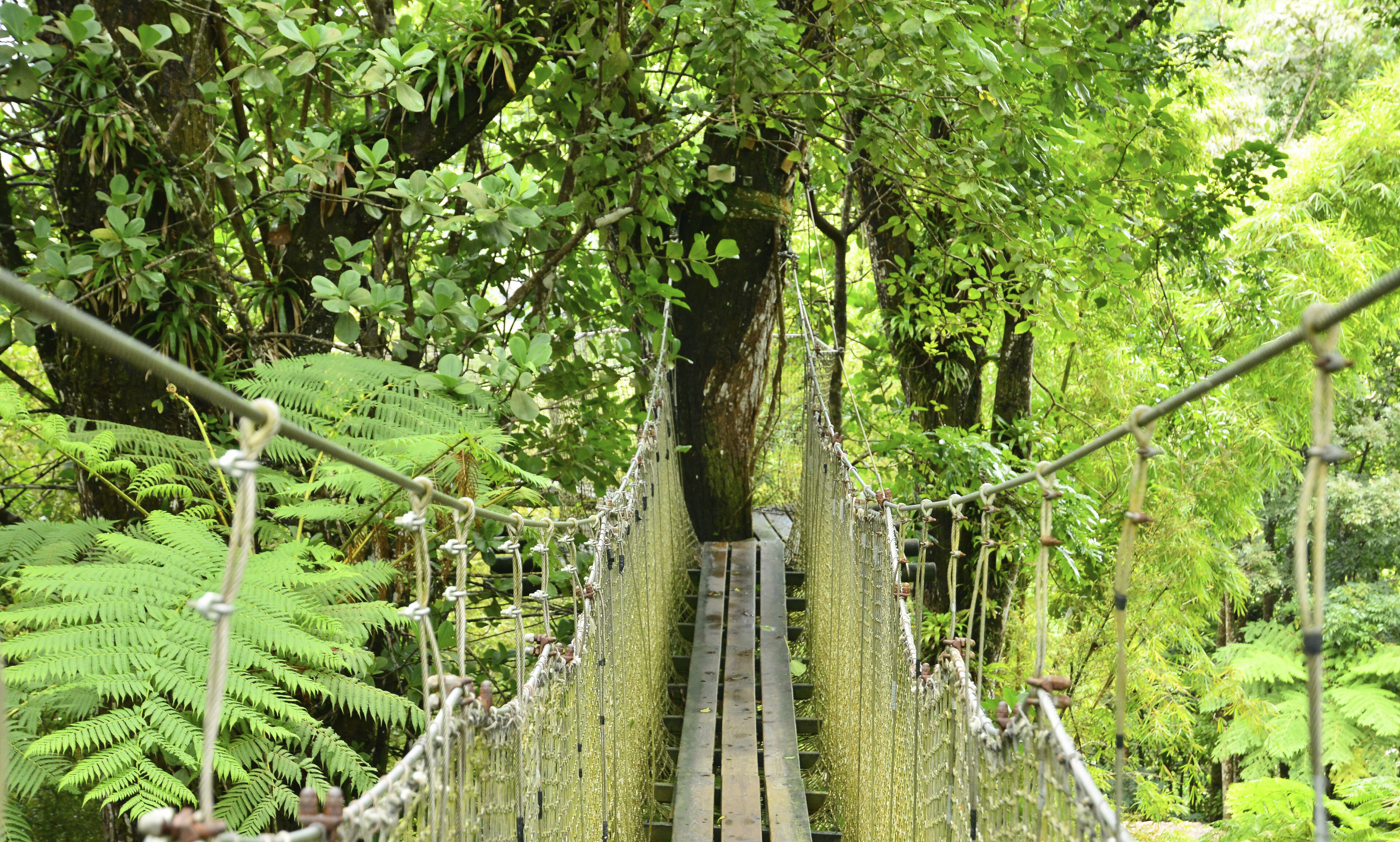 Botanischer Garten ''Jardin de Balata'' in Fort de France, Martinique