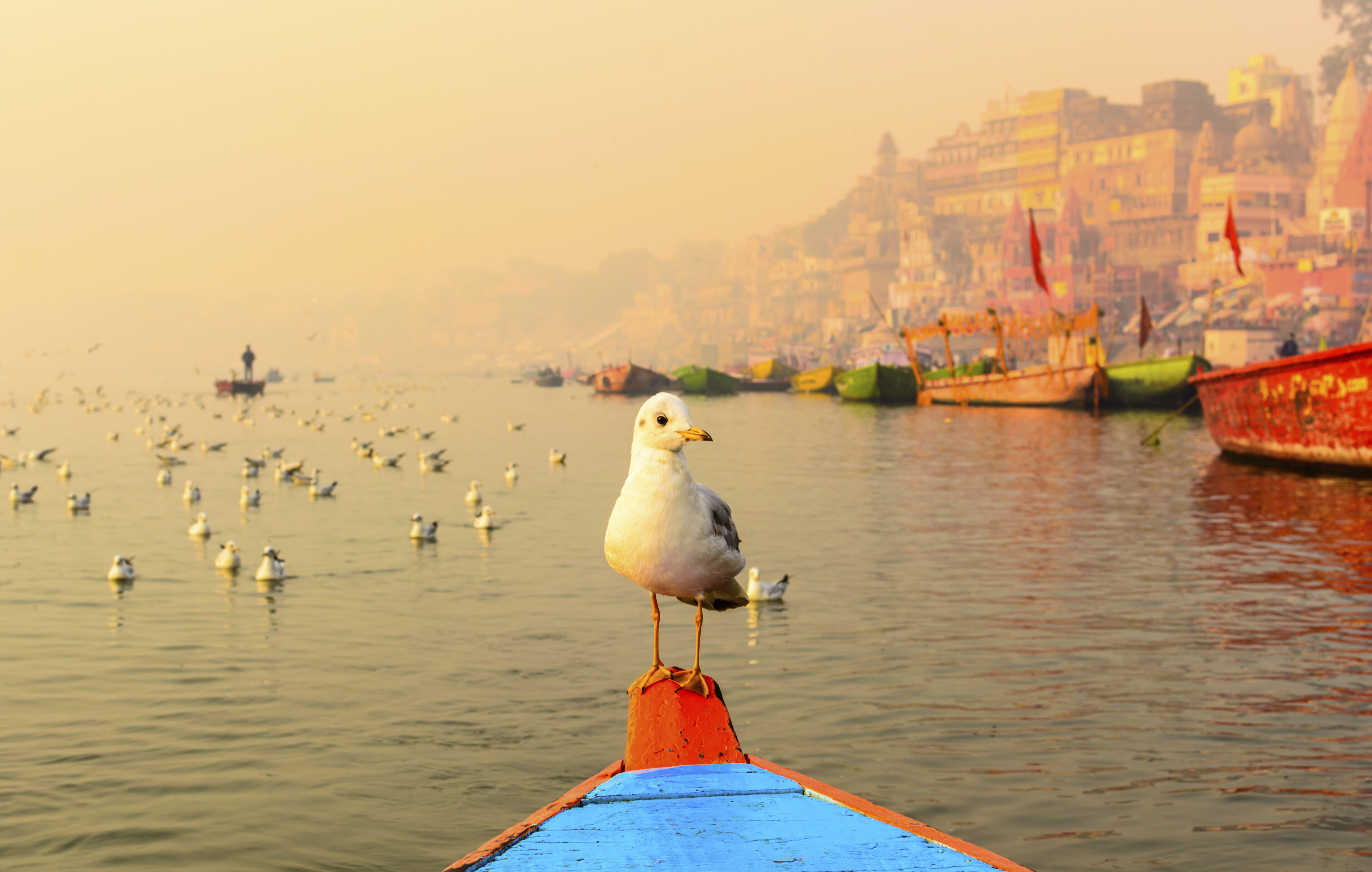 Möwe auf dem Ganges in Varanasi, Indien