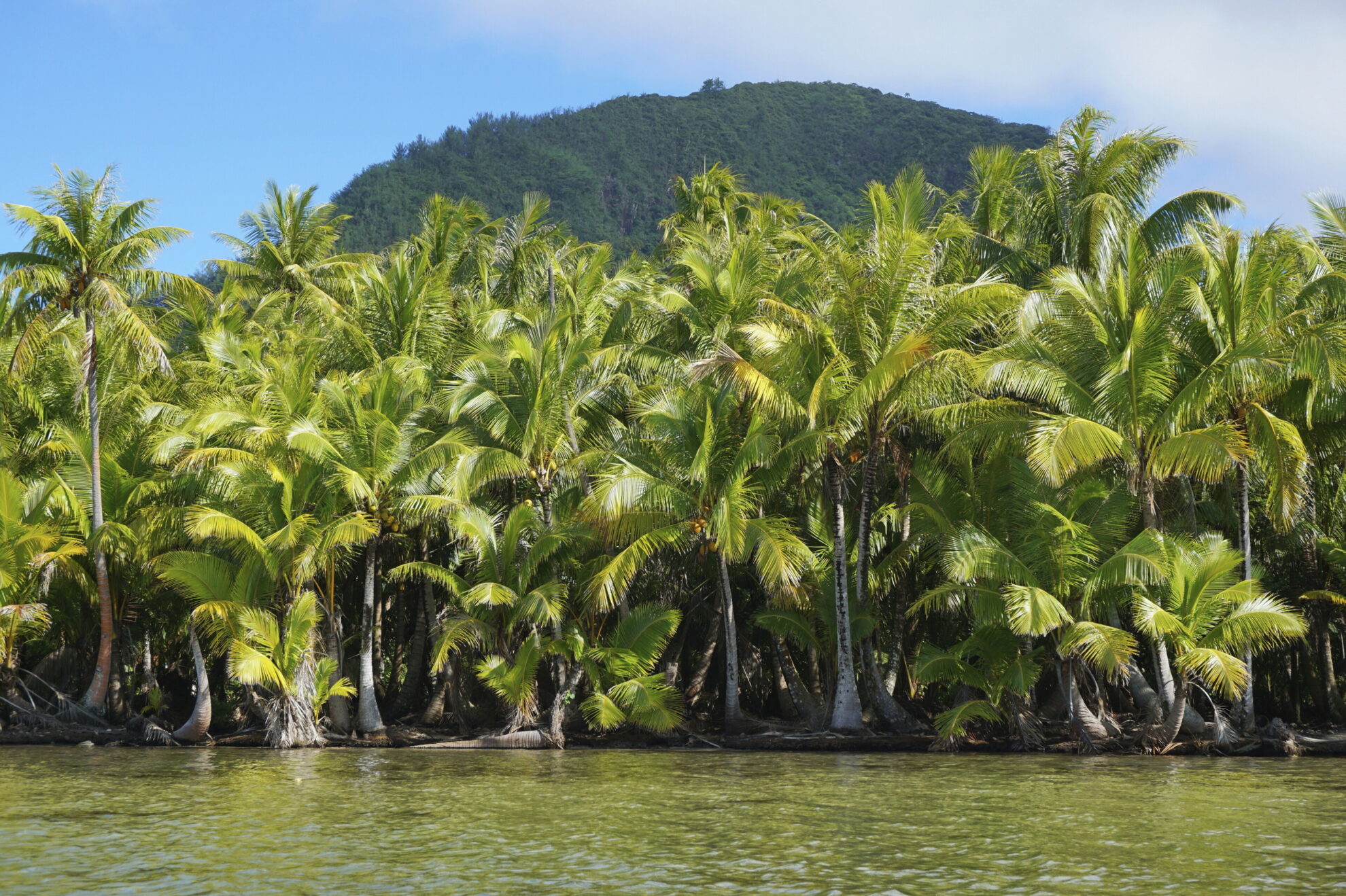 Kokosnusspalmen auf der Insel Huahine