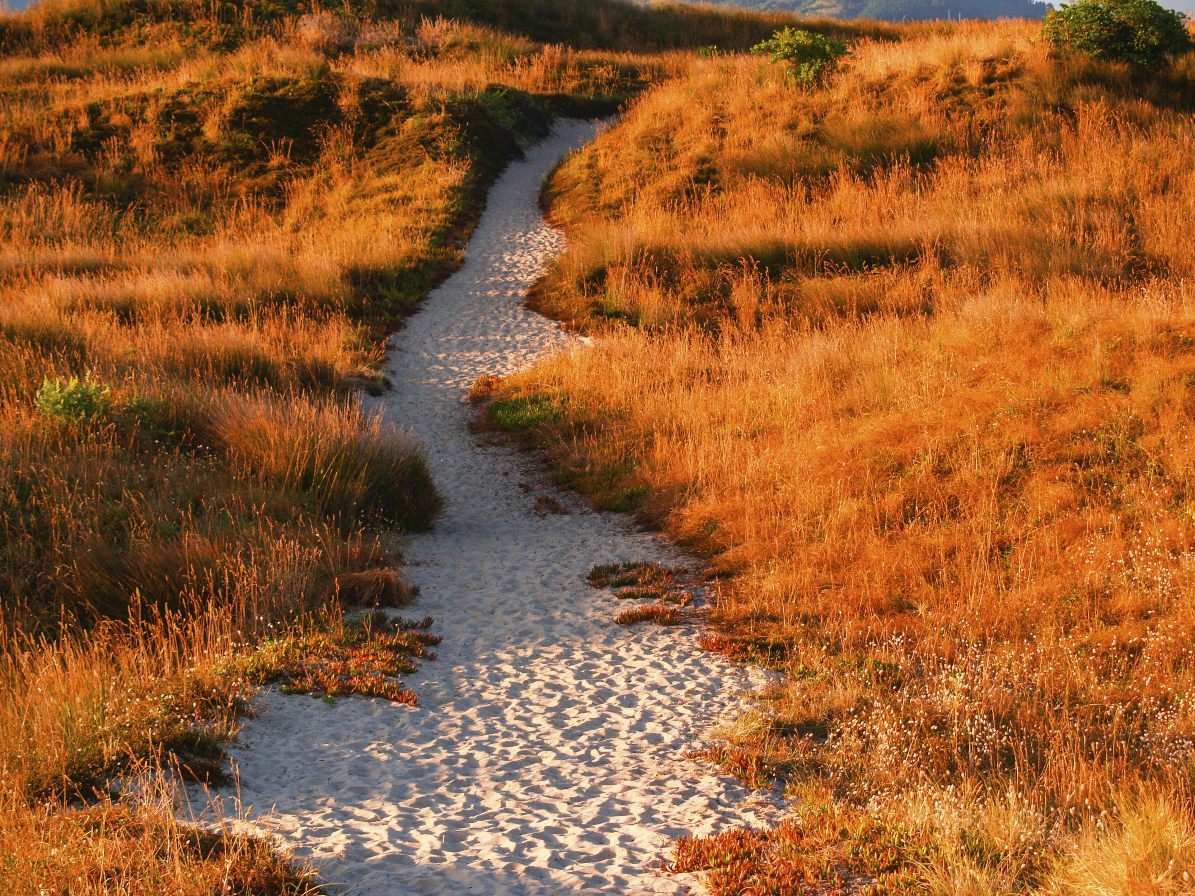 Weg am Papamoa Strand in Mount Maunganui, Neuseeland