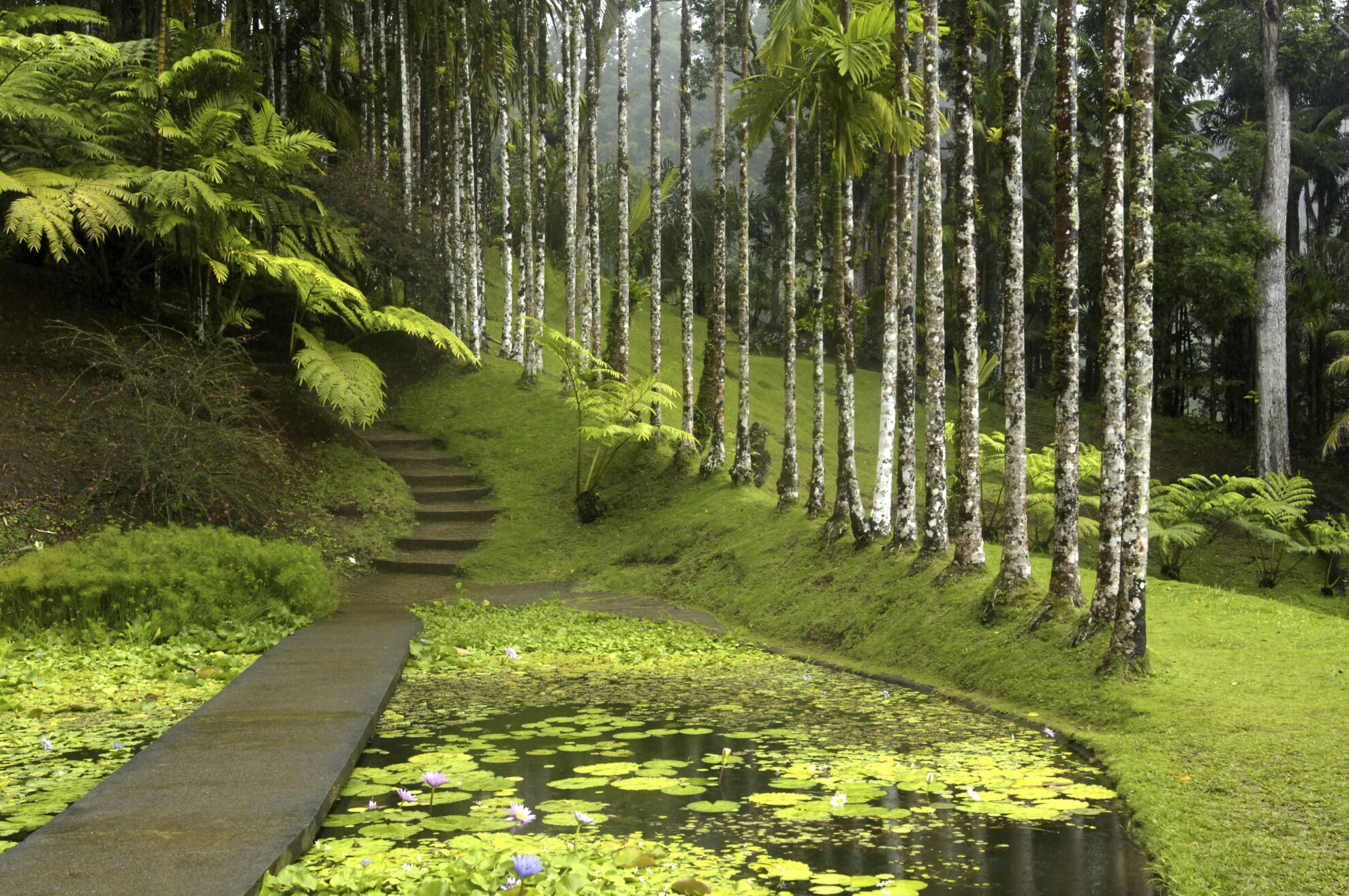 Botanischer Garten ''Jardin de Balata'' in Fort de France, Martinique