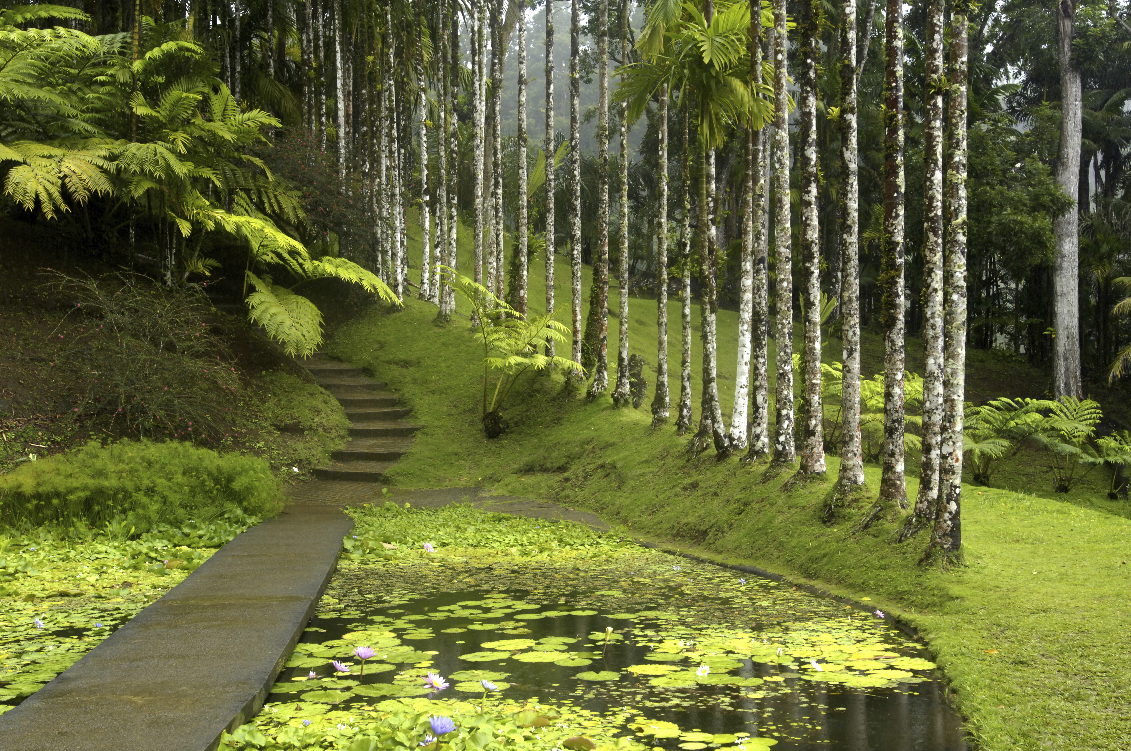 Botanischer Garten ''Jardin de Balata'' in Fort de France, Martinique
