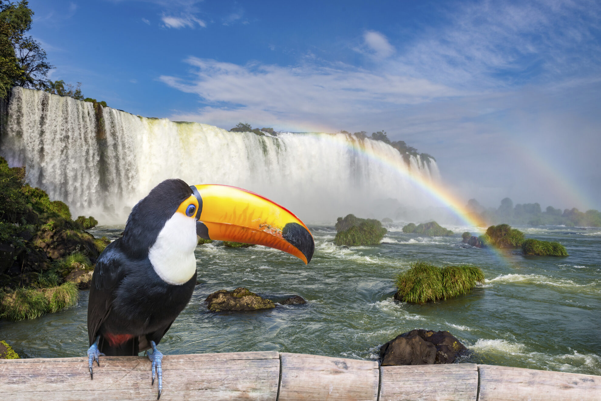 Tucan vor den Wasserfällen in Iguassu, Brasilien