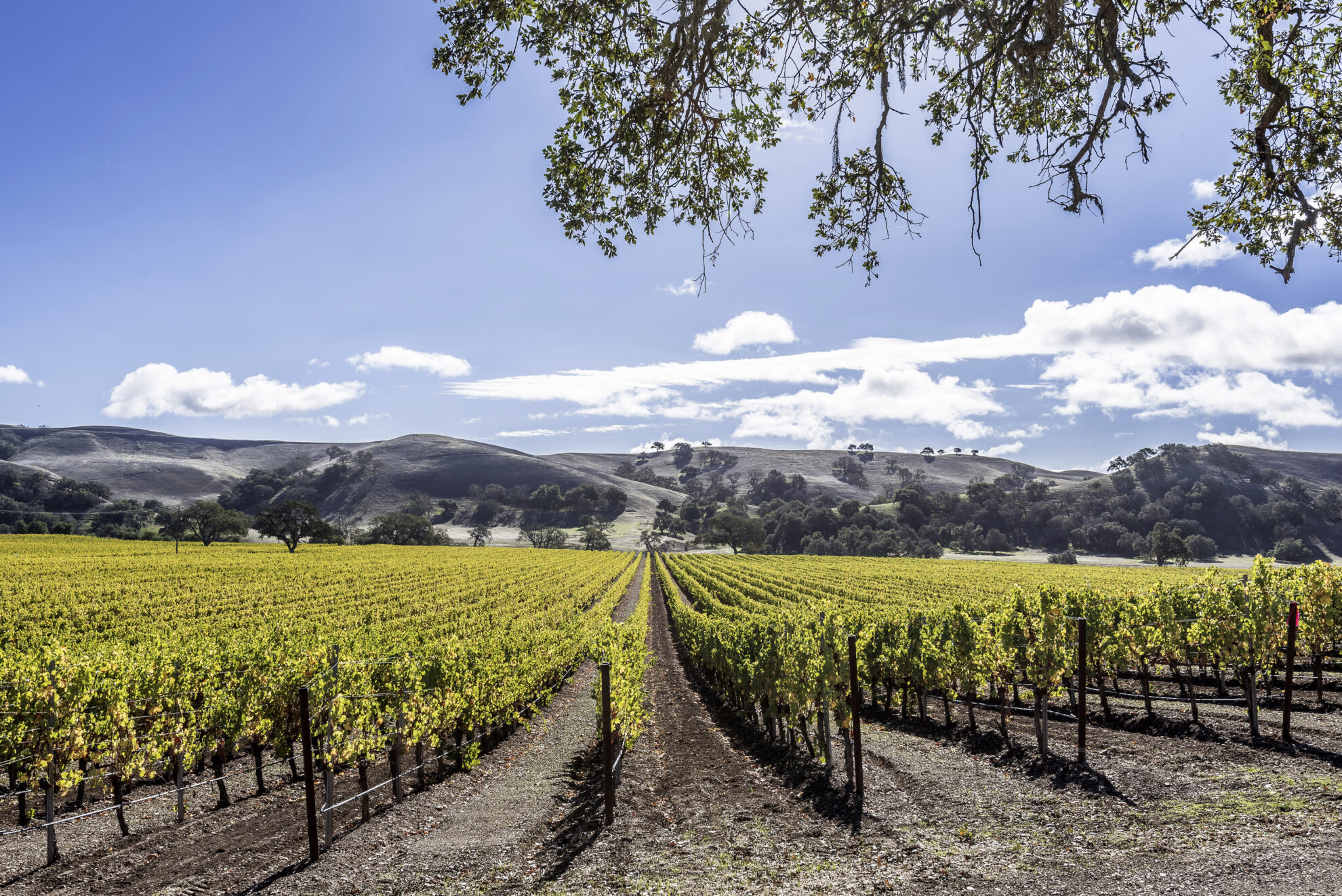 Weingut in Santa Barbara, USA