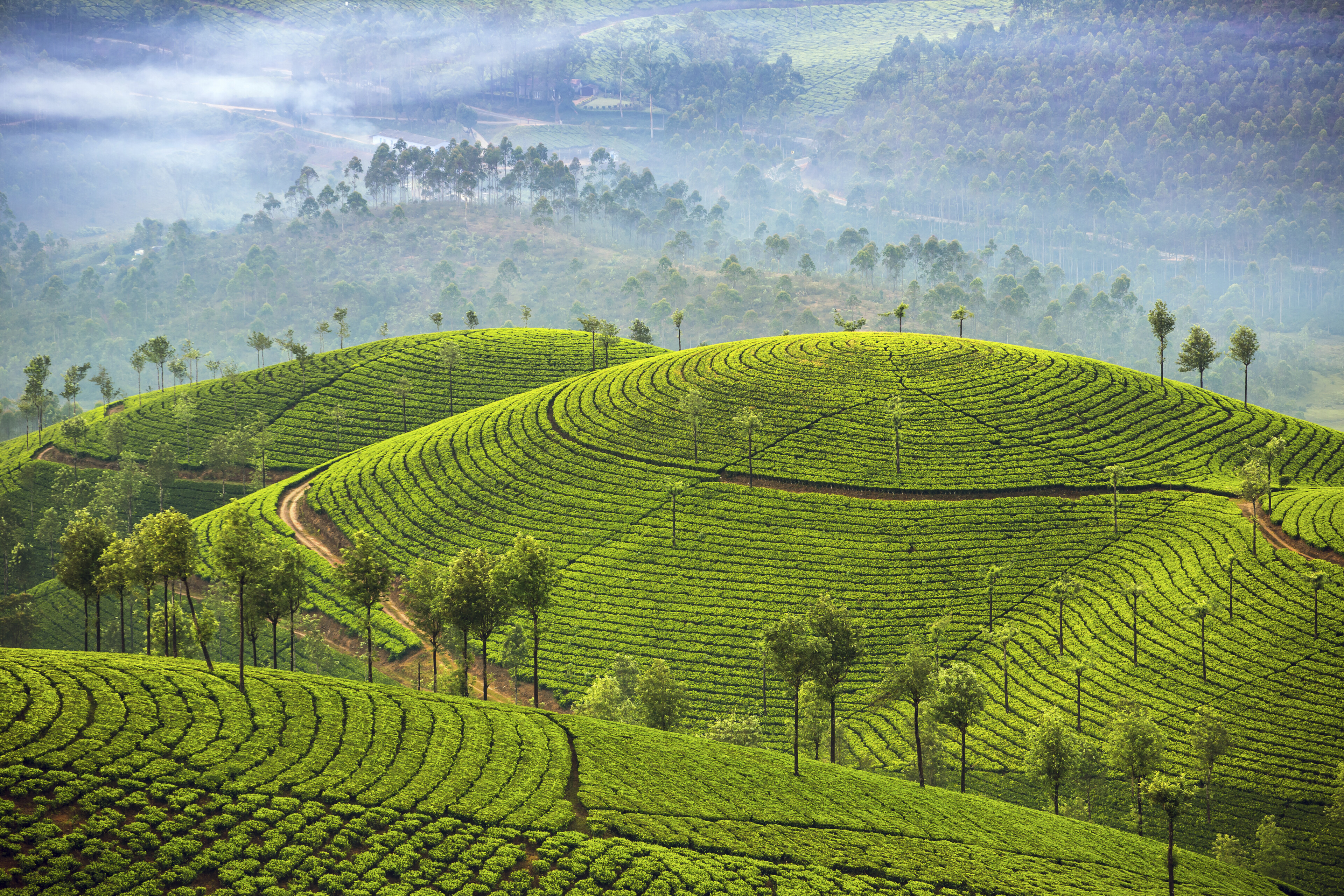 Teeplantage in Kerala, Indien