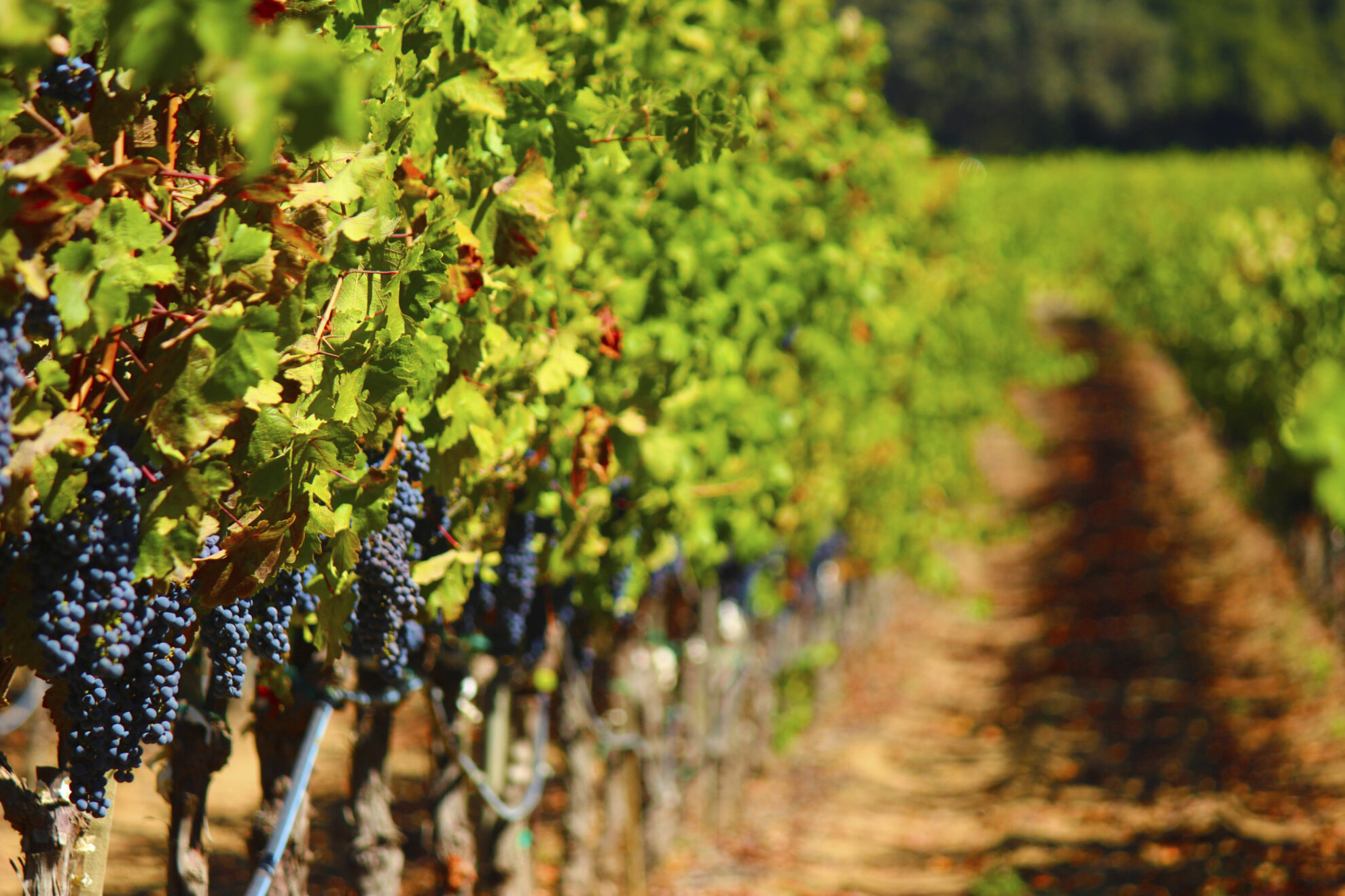 Weinanbaugebiet Sonoma