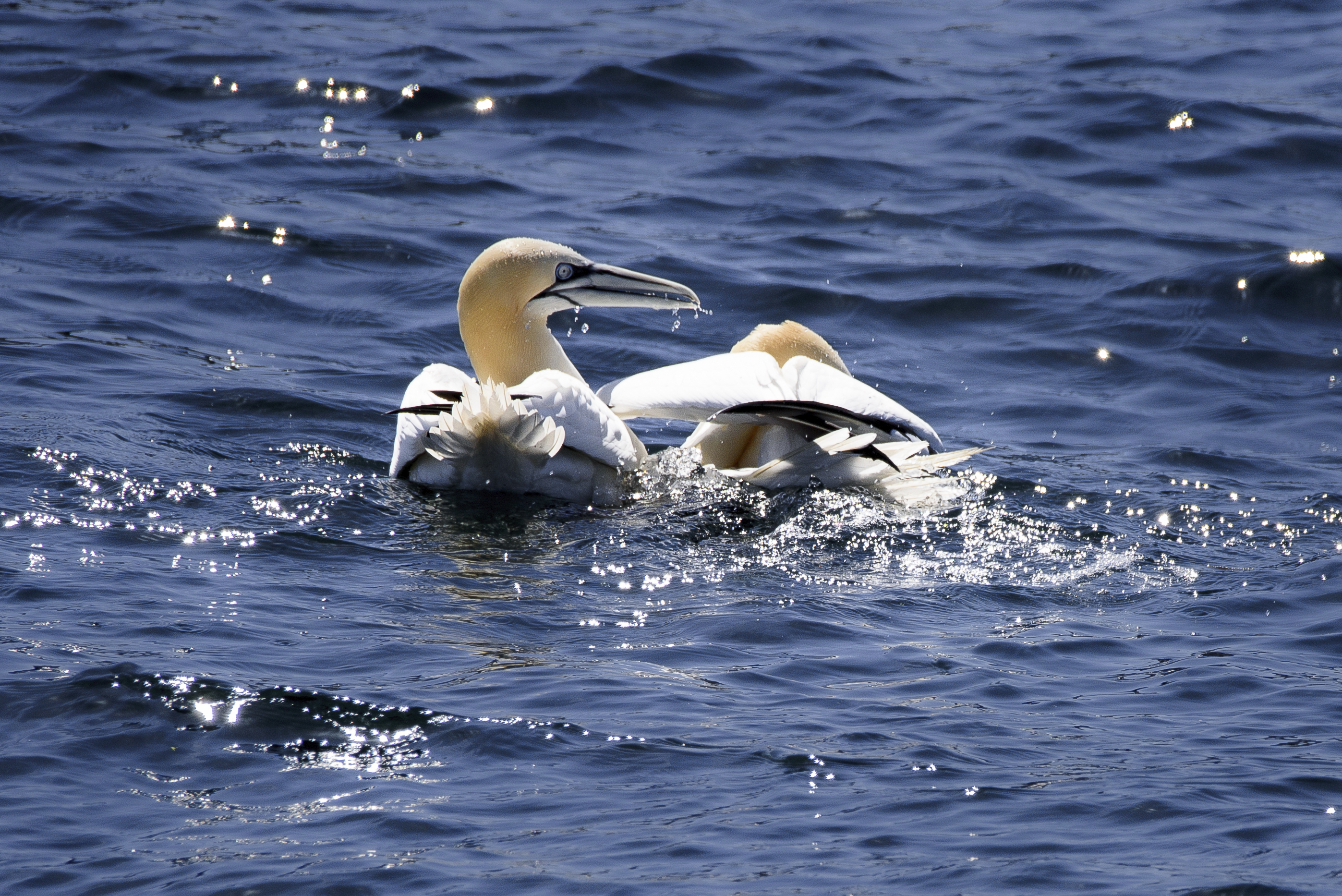 Tiere Sept Iles,Kanada