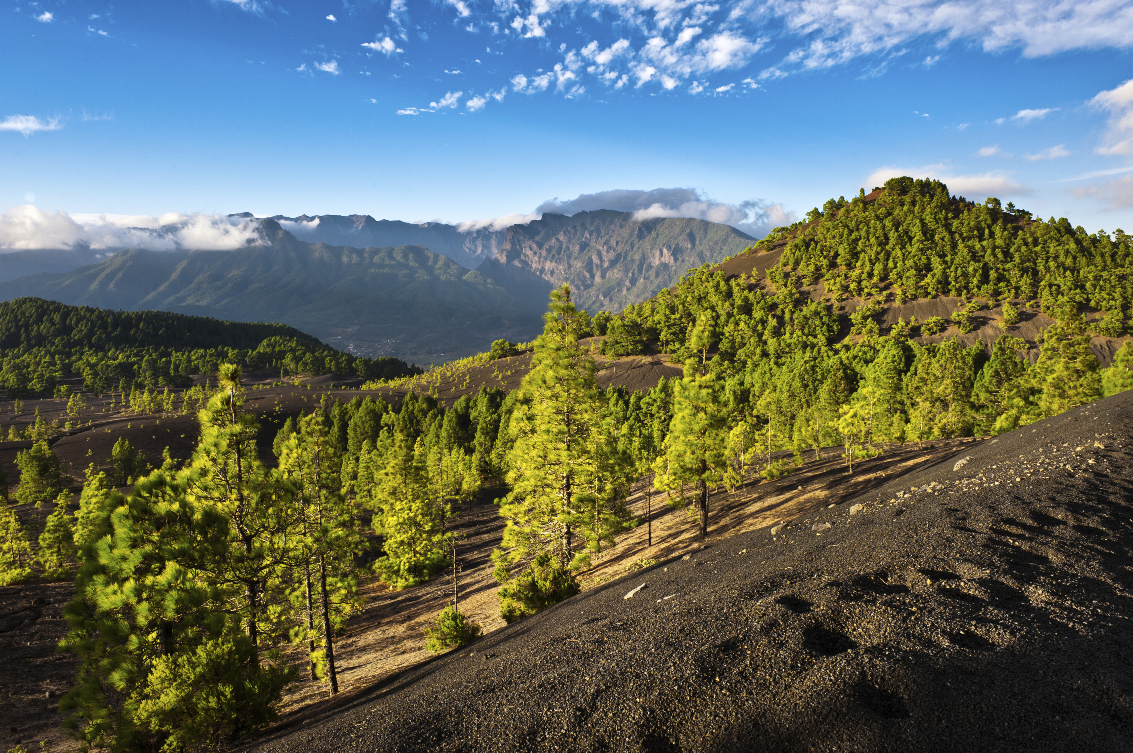 Nadelwald und Bergland von La Palma, Kanarische Inseln