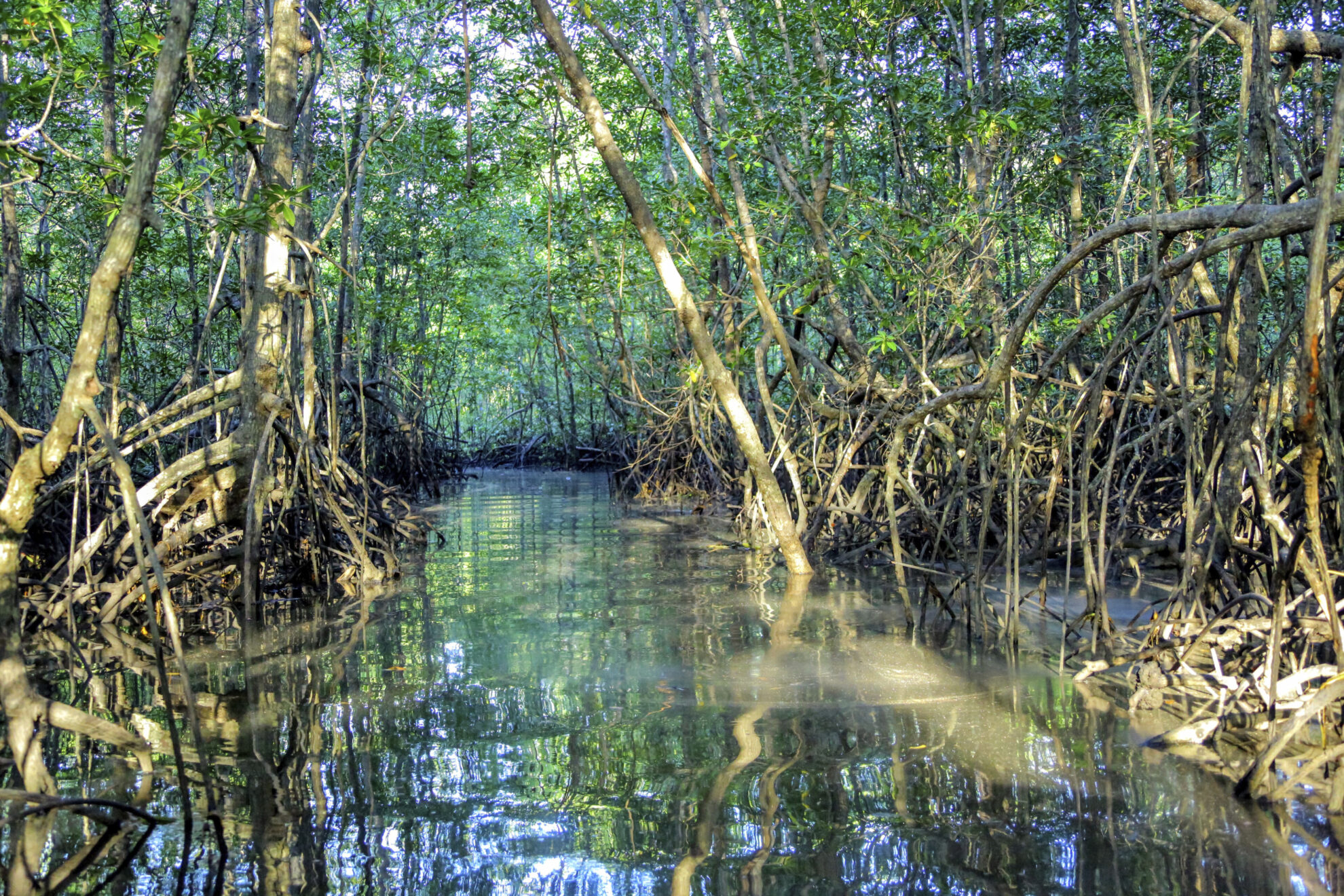 Mangroven-Ausflug mit dem Boot