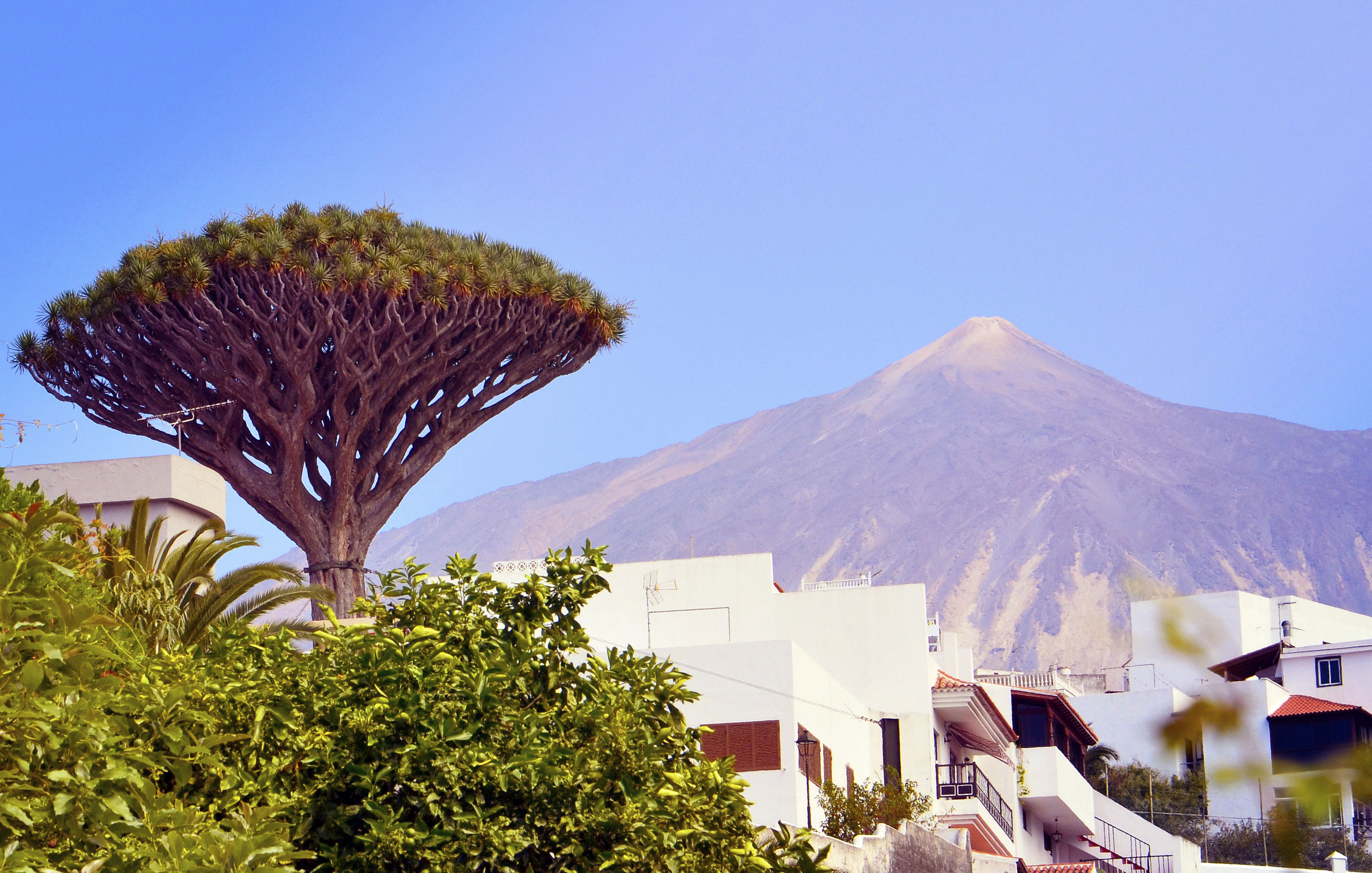 Teneriffa, Icod, Spanien