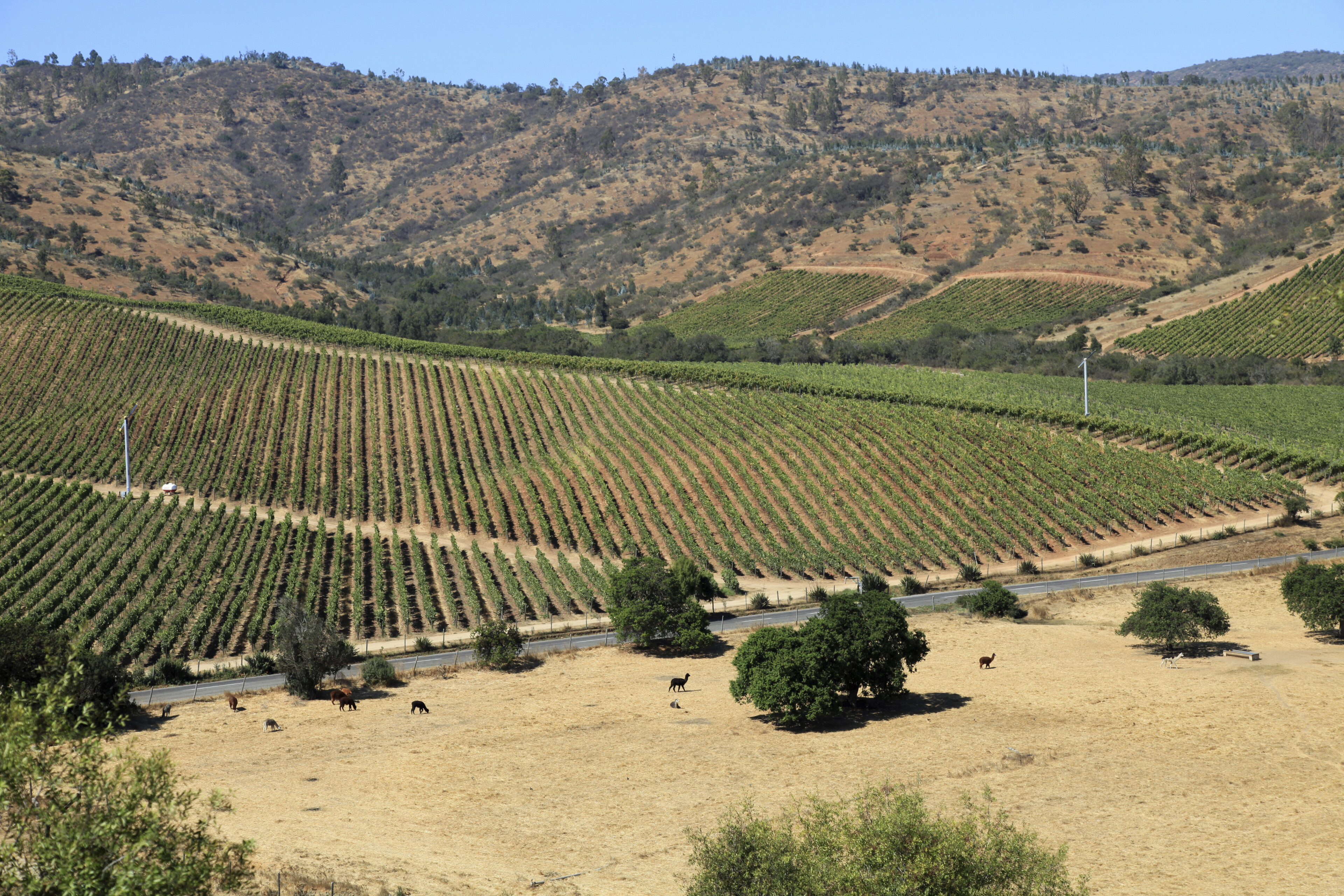 Weinland in San Antonio, Chile